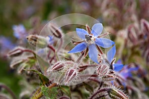 Borage flower