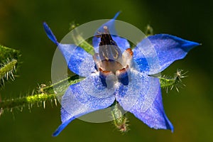 Borage flower in an amateur garden