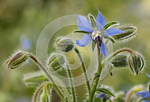 Borage flower