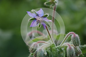 Borage flower and buds close up