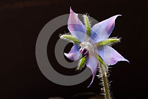 Borage flower with dark background photo