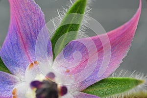 Borage flower in a garden