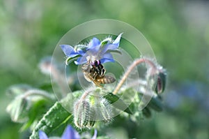 Borage Flower with Honeybee