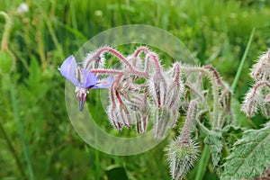 Borage flower petals light blue color plant seedling detail macro