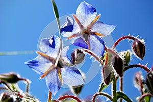 Borage flowers