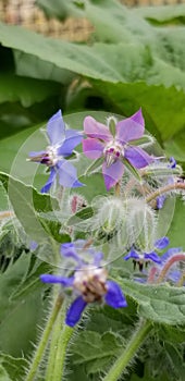 Borage flowers in blue and pink