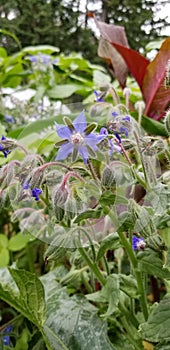 Borage flowers in blue