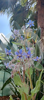 Borage Flowers edibles plant photo