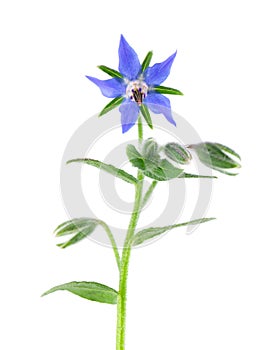 Borage flowers isolated on a white background. Borago officinalis flowers.