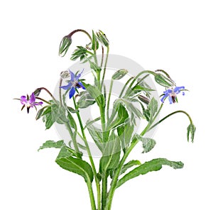 Borage flowers isolated on a white background. Borago officinalis flowers.