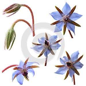 Borage flowers (starflower) photo