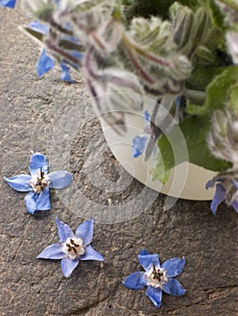 Borage, Herb