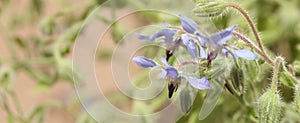 Borage Herb Detail