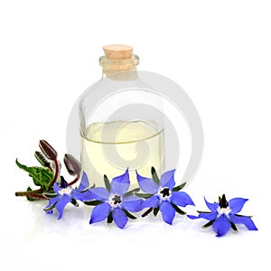 Borage Herb Flowers for Aromatherapy Essential Oil