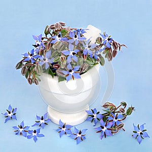 Borage Herb Used in Herbal Medicine