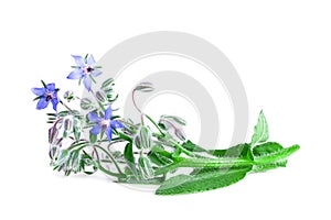 Borage isolated on white. Borage fresh plant with blue flowers Borago officinalis
