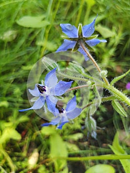 Borage officinalis rare blue flower in a meadow. Star flower borage.