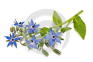 Borage plant Borago officinalis