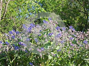 Borage plant full of blue star flowers during the spring