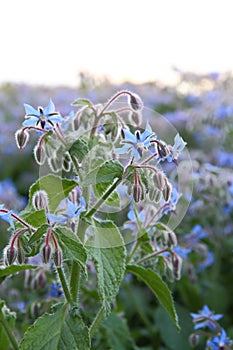 Borage plant growing in a field