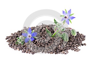 Borage seeds with flowers isolated on a white background. Borago officinalis seeds and flowers.