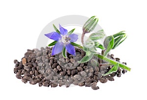 Borage seeds with flowers isolated on a white background. Borago officinalis seeds and flowers.