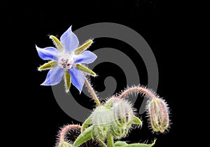 Borage Starflower Flower and Herb