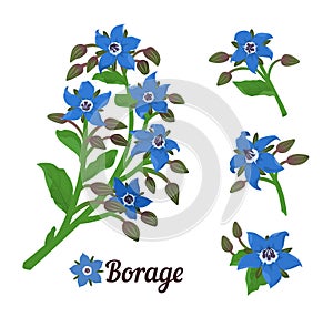 Borage or starflower herb. Branches with leaves and flowers. Vector botanical design elements.