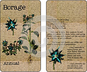 Borage Vintage Seed Packet