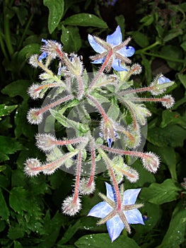 Borago. cucumber grass, borage. Blue borage, star flower in the garden, in back-light. Growing Borago officinalis Flower borago B