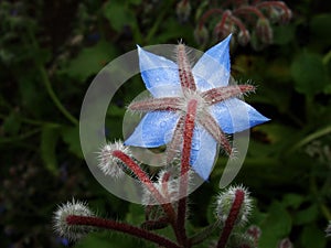 Borago. cucumber grass, borage. Blue borage, star flower in the garden, in back-light. Growing Borago officinalis Flower borago B