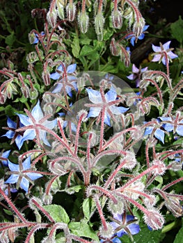 Borago. cucumber grass, borage. Blue borage, star flower in the garden, in back-light. Growing Borago officinalis Flower borago B