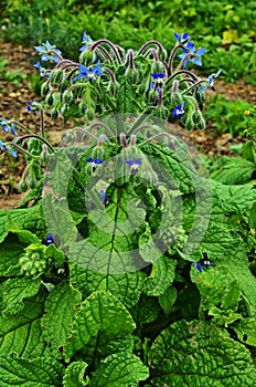 Borago a fragrant grass for salad