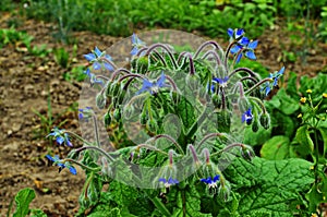 Borago a fragrant grass for salad