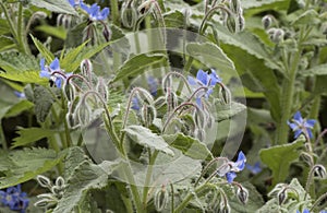 Borago officinalis borage green leaves with hairy deep blue flowers with purple stamens approximation and details