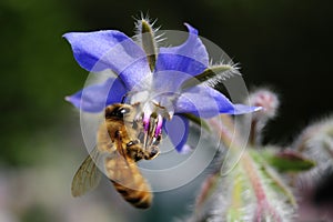 A bee lands on a Borago officinalis, or borageflower. photo