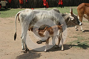 Boran cattle