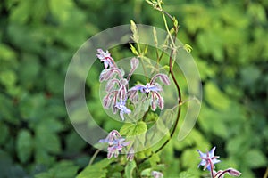 Borango officinalis - blue borage flower and buds aginst a green background