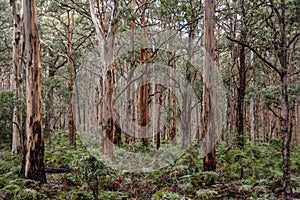 Boranup Forest near Margaret River Western Australia with undergrowth