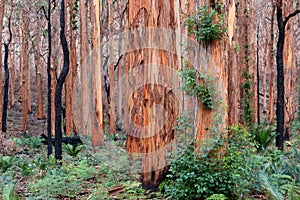 Boranup Karri Forest, Western Australia