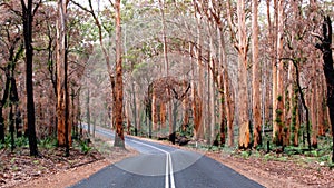 Boranup Karri Forest, Western Australia