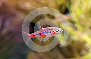 Boraras brigittae in aquarium