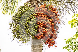 Borassus aethiopum, a socio-economic important agroforestry palm in Africa, showing with the beautiful fruits