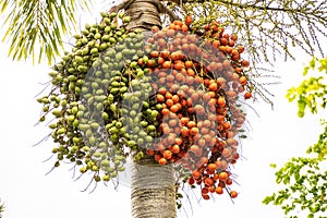 Borassus aethiopum, a socio-economic important agroforestry palm in Africa, showing with the beautiful fruits photo