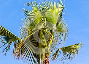 Borassus flabellifer Asian palmyra palm on blue sky