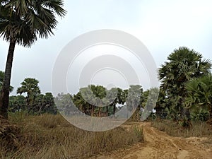 Borassus flabellifer Asian palmyra palm Plants in jungle village route