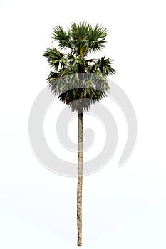 Borassus flabellifer, Asian Palmyra palm, Toddy palm, Sugar palm, or Cambodian palm in white background