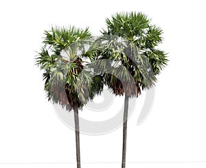 Borassus flabellifer, Asian Palmyra palm, Toddy palm, Sugar palm, or Cambodian palm in white background