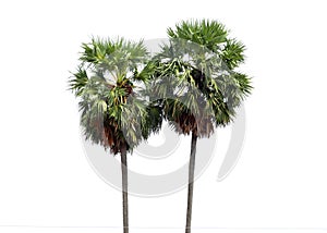 Borassus flabellifer, Asian Palmyra palm, Toddy palm, Sugar palm, or Cambodian palm in white background