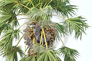 Borassus flabellifer, commonly known as doub palm, palmyra palm, tala palm, toddy palm